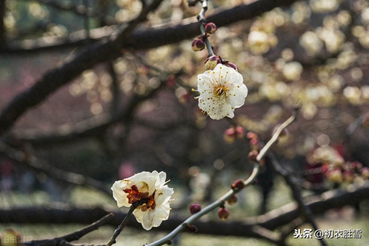 梅花唯美诗词大全（温柔的梅花诗词）