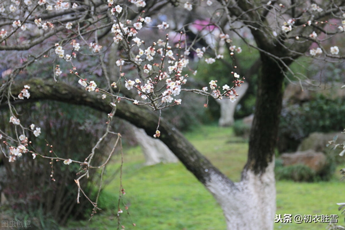 梅花唯美诗词大全（温柔的梅花诗词）