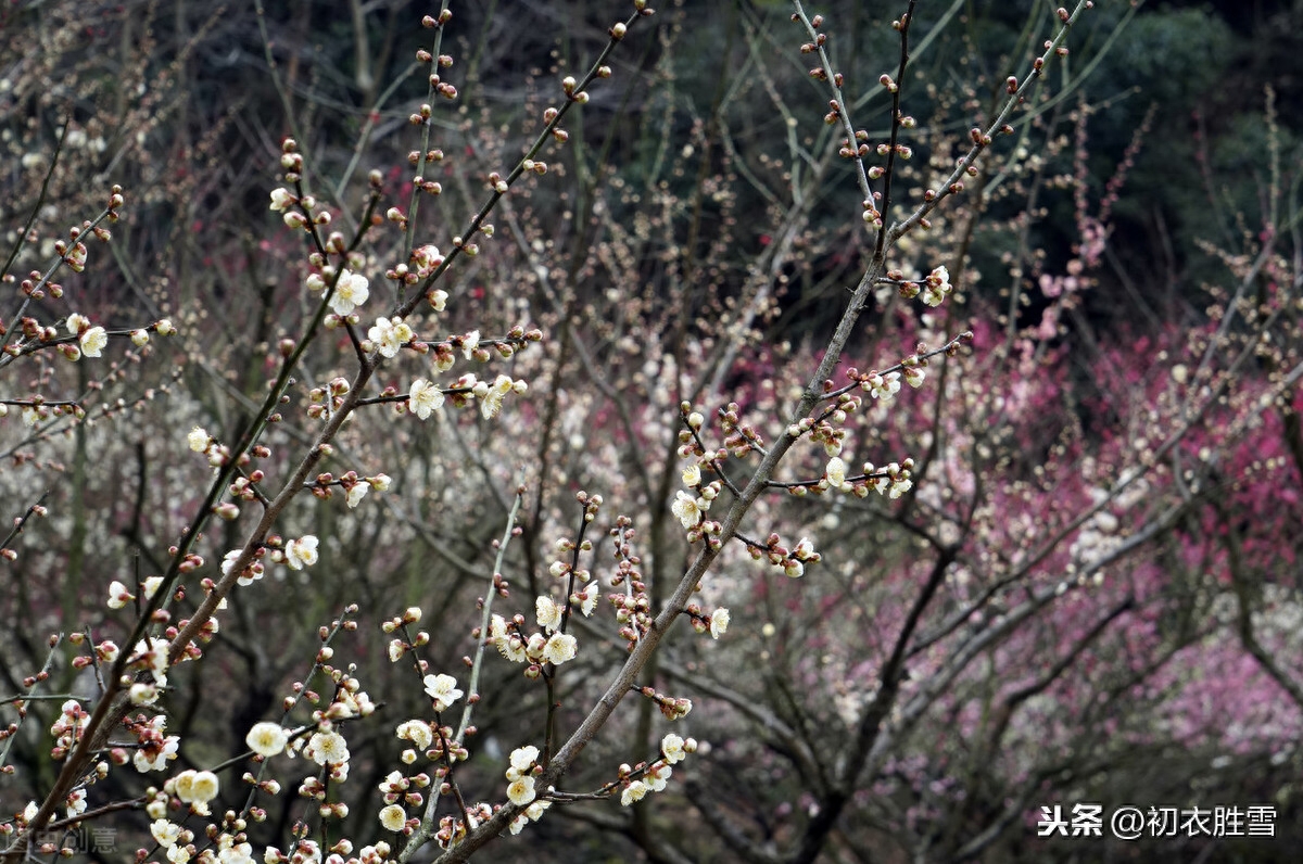 梅花唯美诗词大全（温柔的梅花诗词）