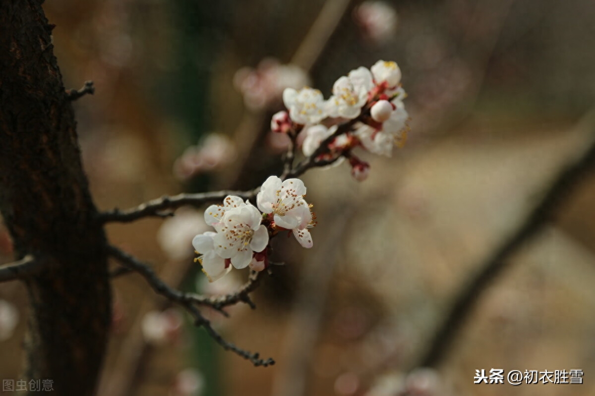 梅花唯美诗词大全（温柔的梅花诗词）