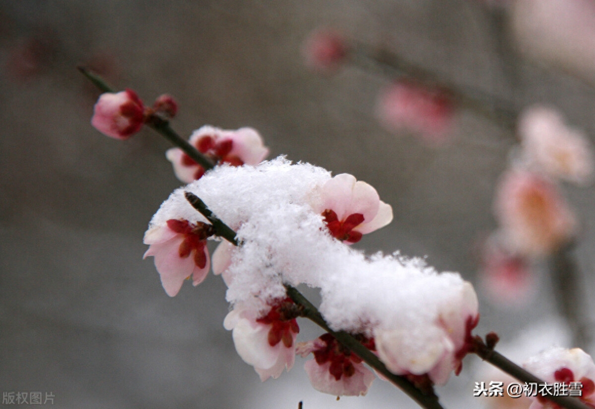 腊前梅雪古诗6首鉴赏（腊前三白兆丰年，宠光并与梅花新）