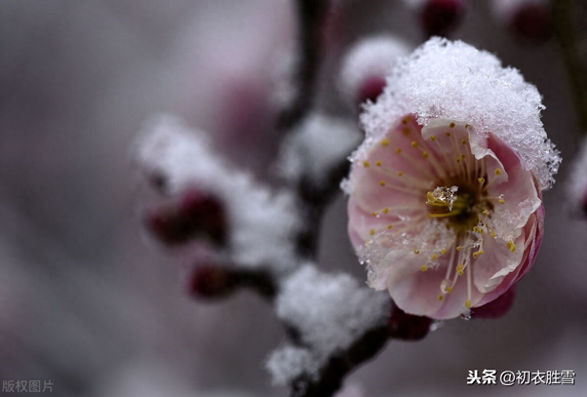 腊前梅雪古诗6首鉴赏（腊前三白兆丰年，宠光并与梅花新）