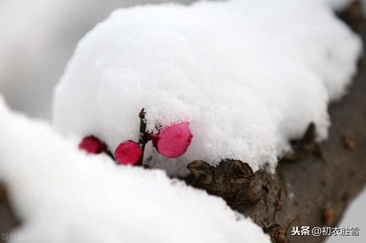 腊前梅雪古诗6首鉴赏（腊前三白兆丰年，宠光并与梅花新）