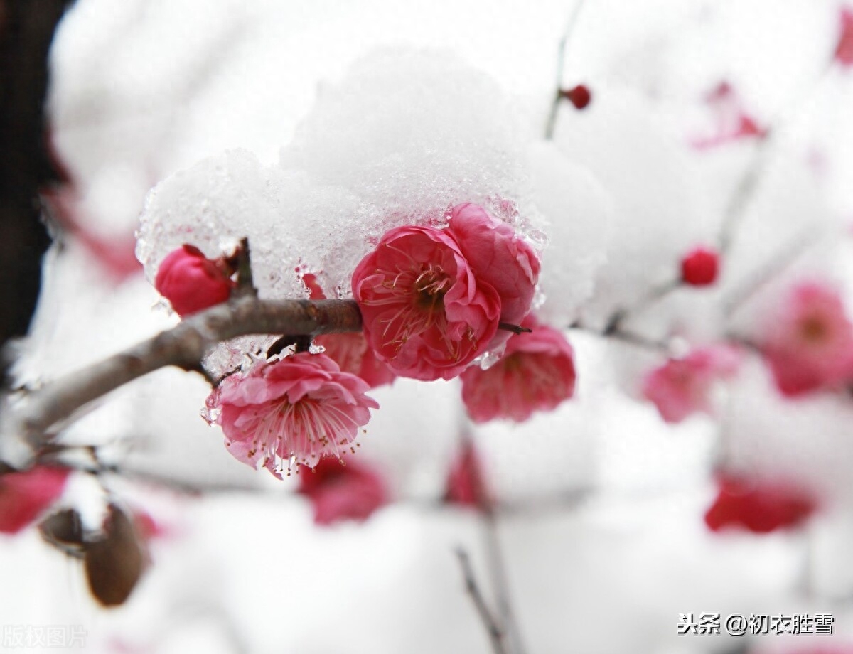 腊前梅雪古诗6首鉴赏（腊前三白兆丰年，宠光并与梅花新）