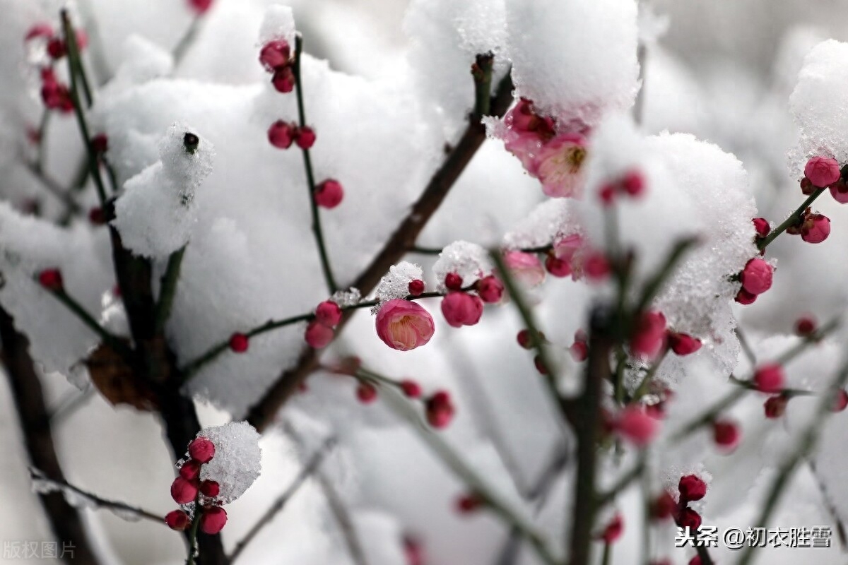 腊前梅雪古诗6首鉴赏（腊前三白兆丰年，宠光并与梅花新）