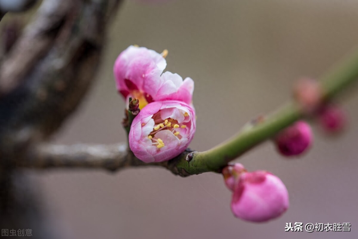 小寒优美诗句赏析（小寒节气晏殊词）