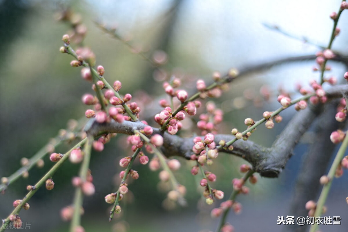 小寒优美诗句赏析（小寒节气晏殊词）