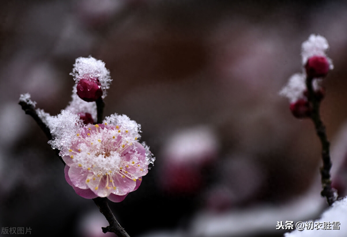 小寒唯美诗词大全（小寒节气唯美诗词）