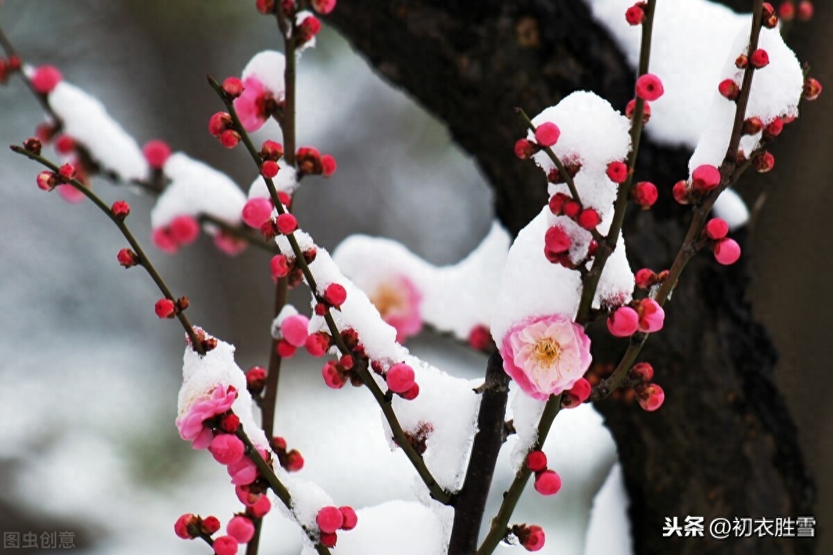 小寒唯美诗词大全（小寒节气唯美诗词）