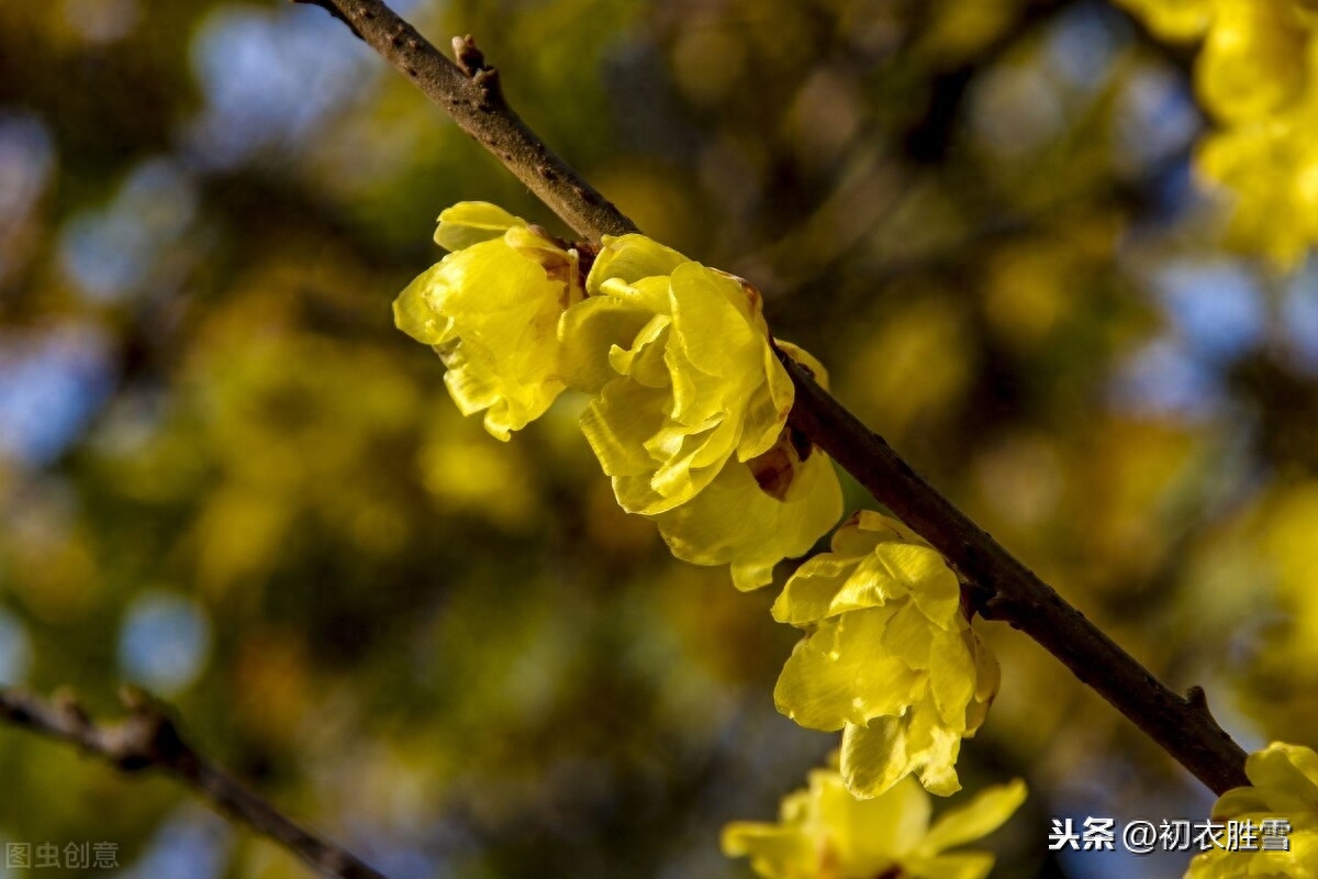 小寒唯美诗词大全（小寒节气腊梅花5首）