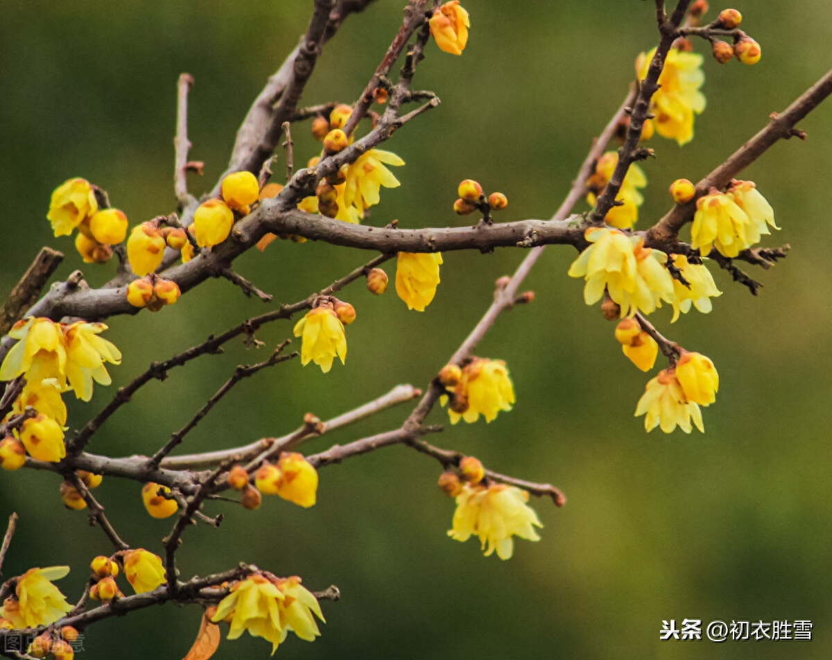 小寒唯美诗词大全（小寒节气腊梅花5首）