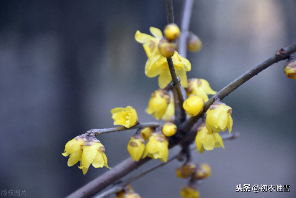 小寒唯美诗词大全（小寒节气腊梅花5首）