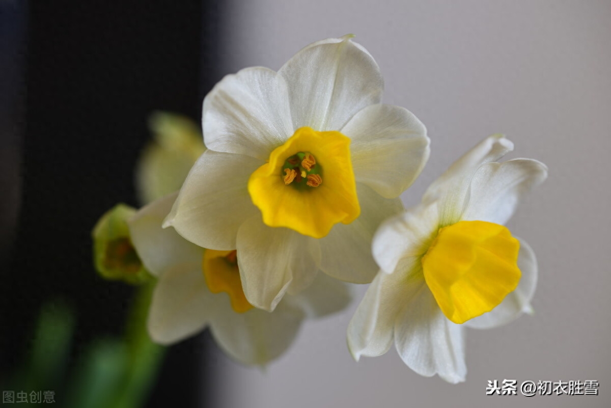 水仙花唯美的诗词佳句（黄庭坚水仙花四首诗词）