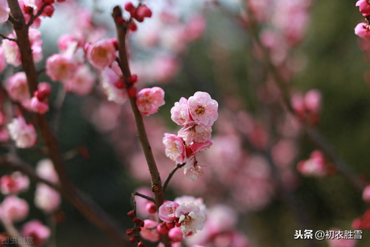 梅花唯美诗词有哪些（苏曼殊梅花诗四首，）