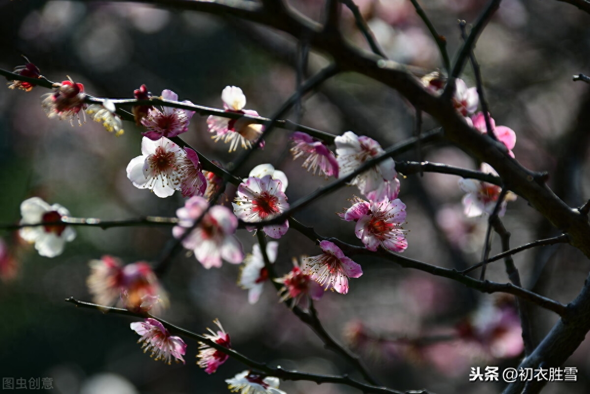 梅花唯美诗词有哪些（苏曼殊梅花诗四首，）