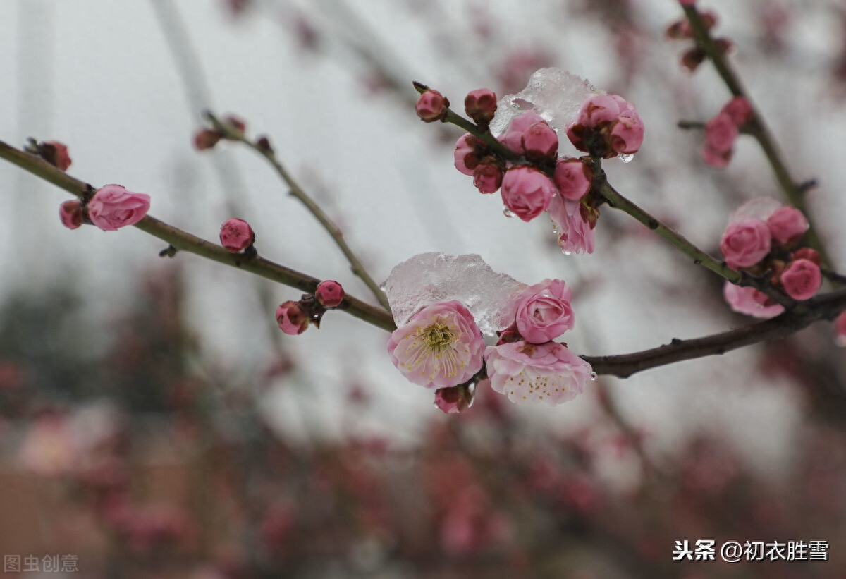 梅花唯美诗词有哪些（苏曼殊梅花诗四首，）