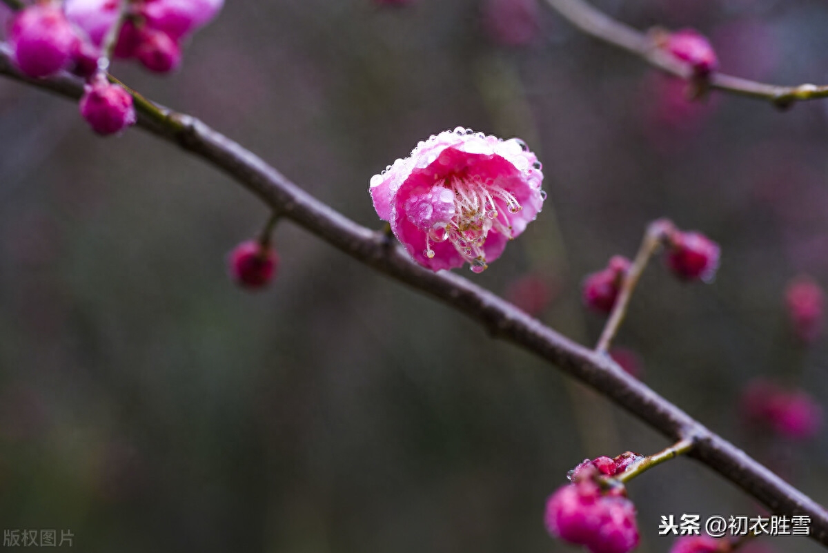 梅花唯美诗词有哪些（冬至梅诗精选五首）