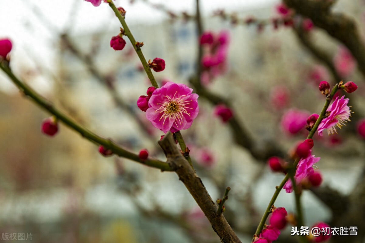 梅花唯美诗词有哪些（冬至梅诗精选五首）