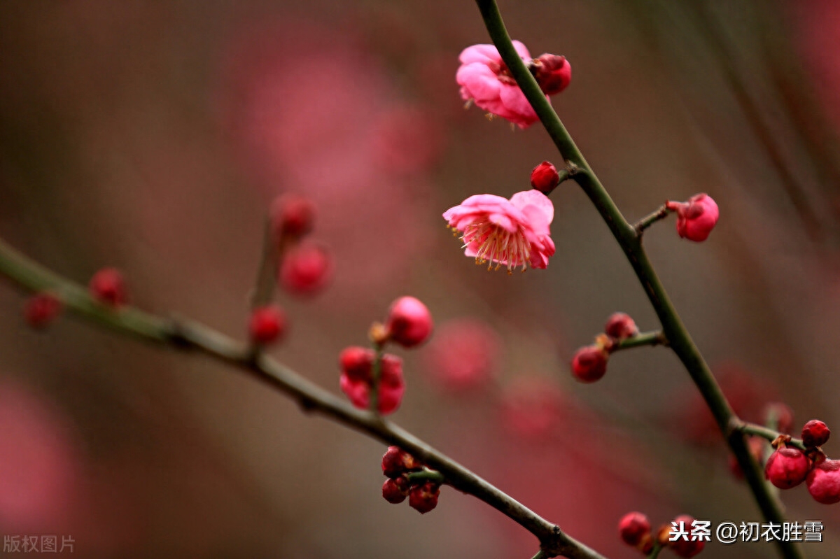 梅花唯美诗词有哪些（冬至梅诗精选五首）