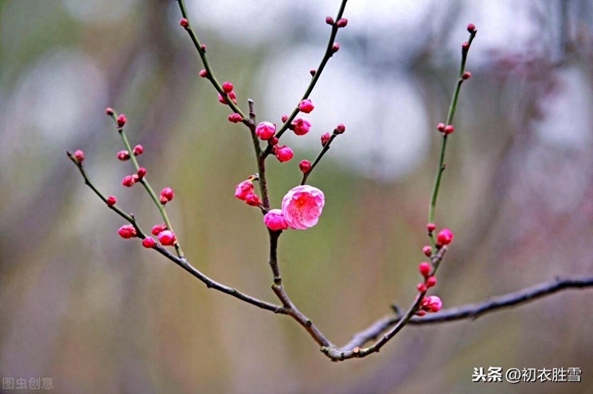 梅花唯美诗词有哪些（冬至梅诗精选五首）