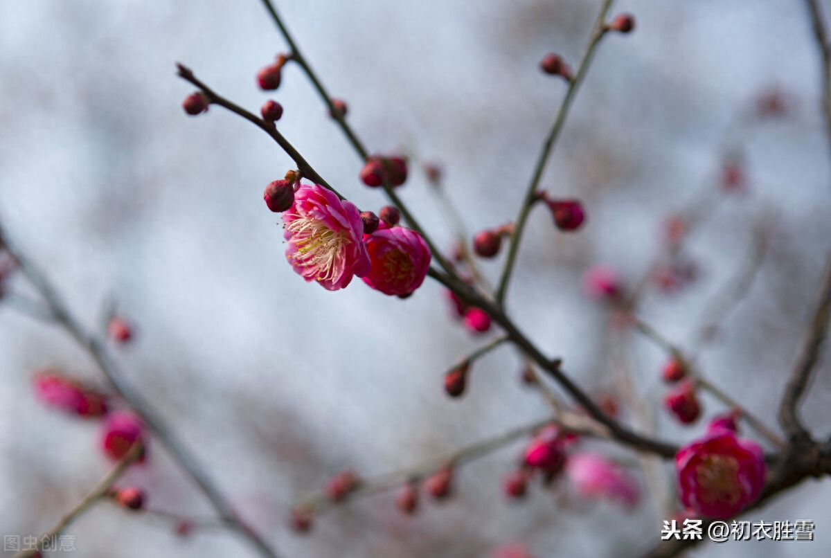 梅花唯美诗词有哪些（冬至梅诗精选五首）