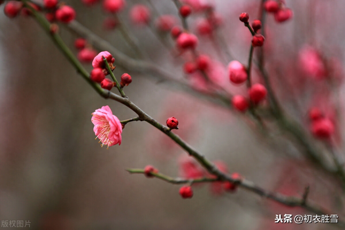 梅花唯美诗词有哪些（冬至梅诗精选五首）