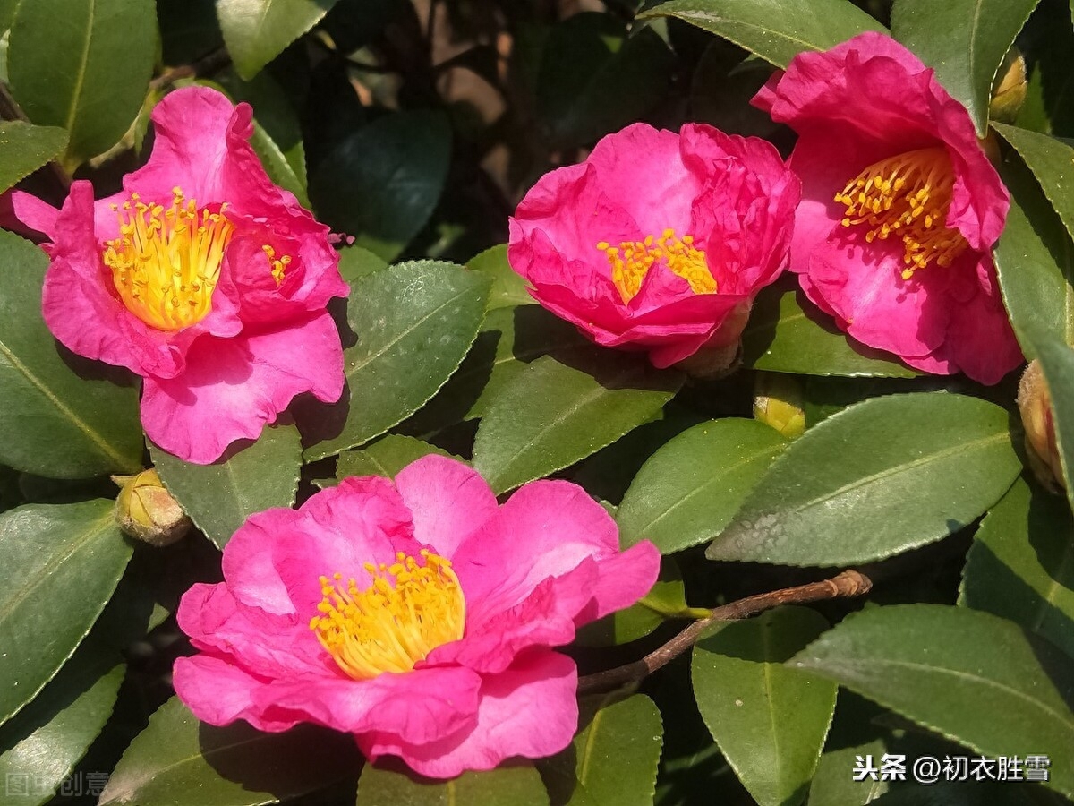 冬日茶花唯美诗词七首（江上年年小雪迟，腊月茶花带雪红）