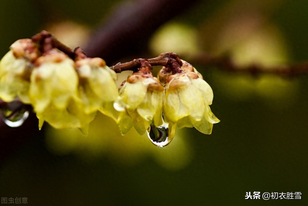 腊梅傲雪5首古诗词（一冬不被风吹落，却讶江梅易断肠）