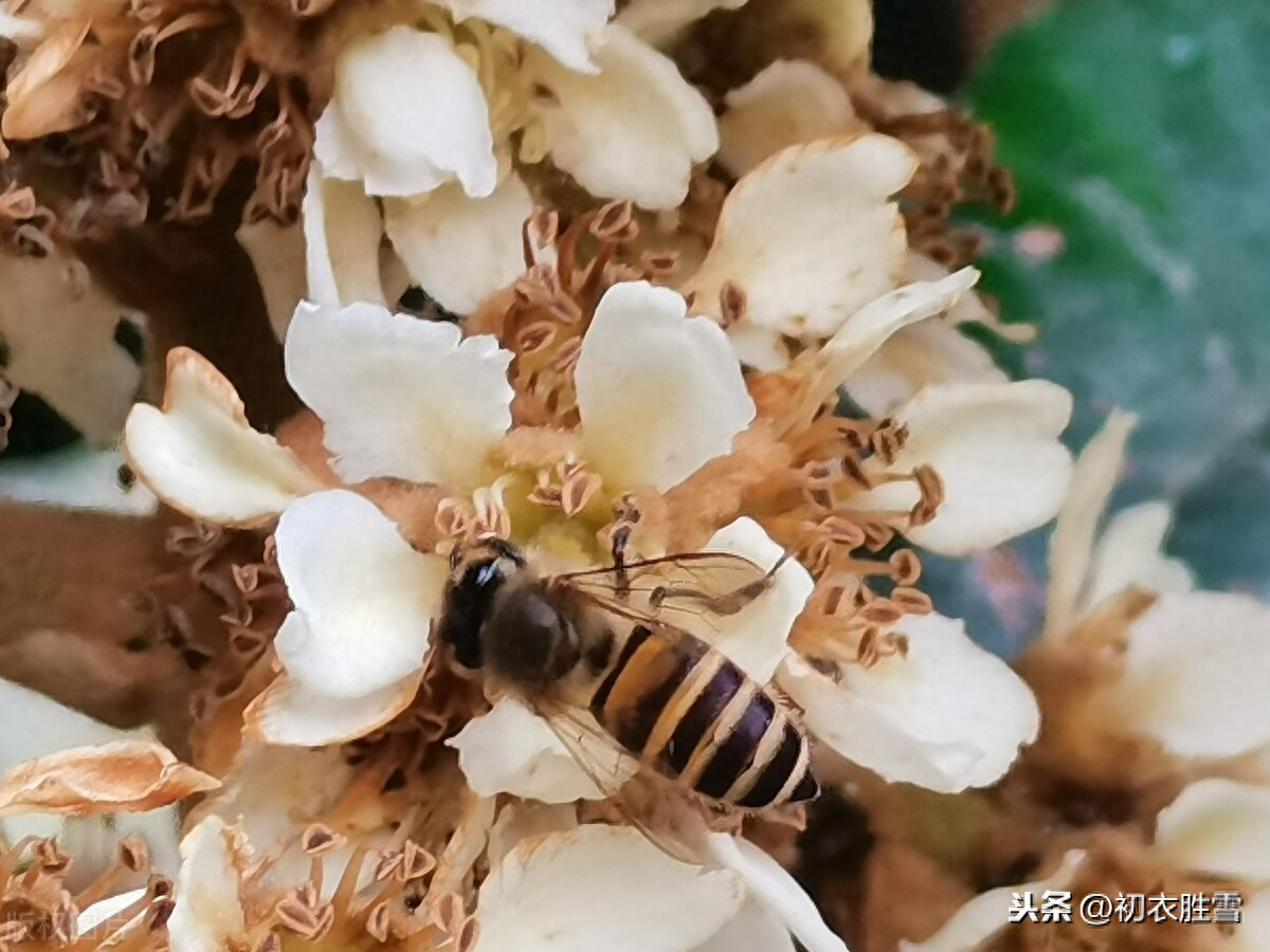 枇杷花唯美诗词大全（冬花如雪枇杷花诗词7首）