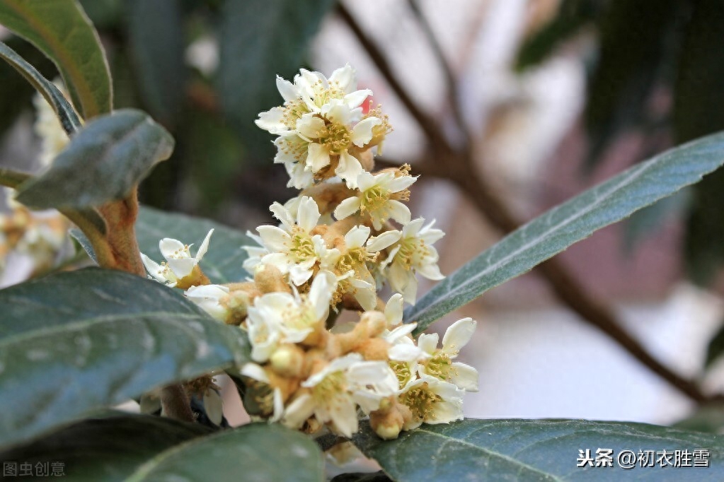 枇杷花唯美诗词大全（冬花如雪枇杷花诗词7首）