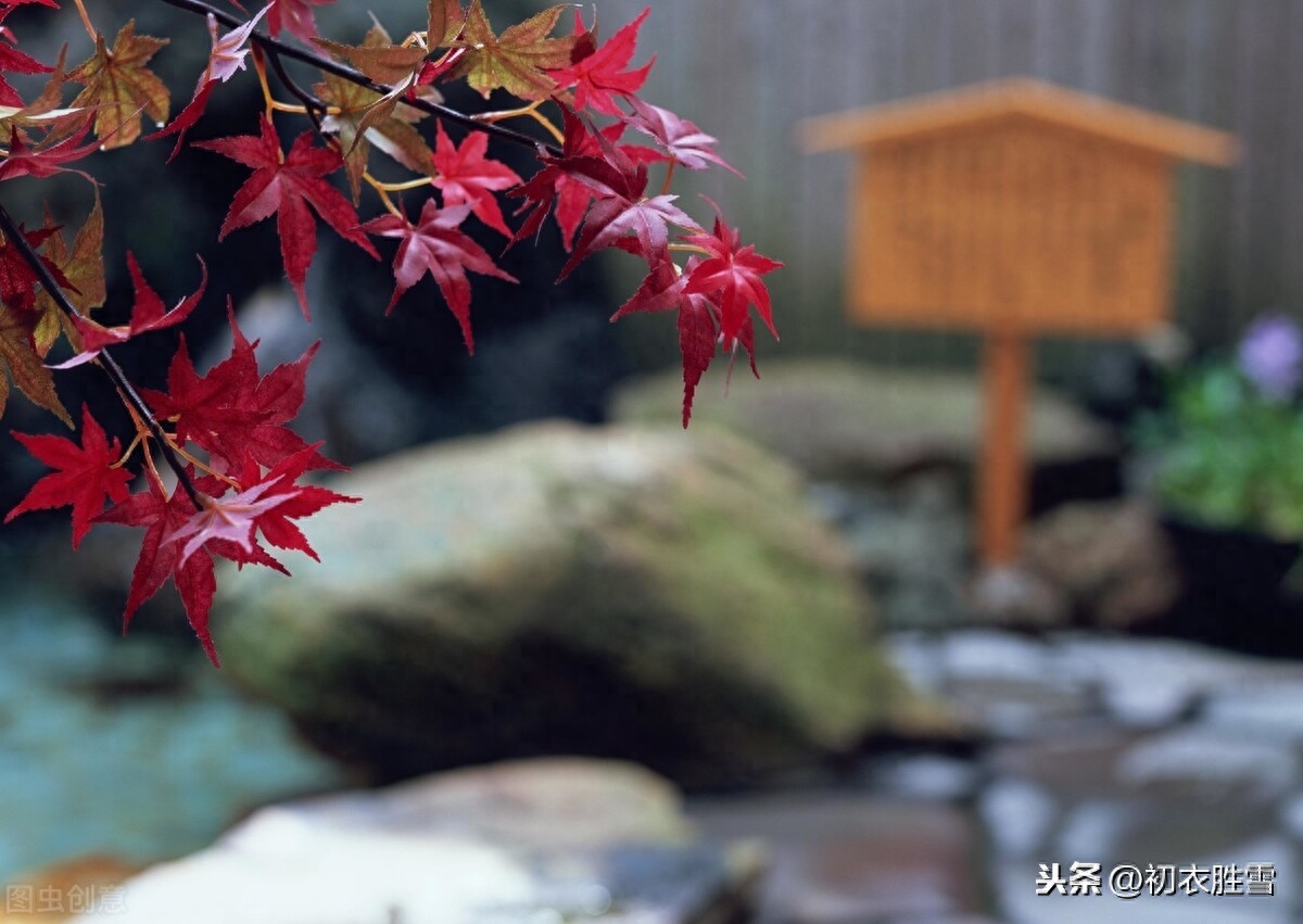 赞美风吹芦苇唯美诗句（枫叶芦花诗词八首）