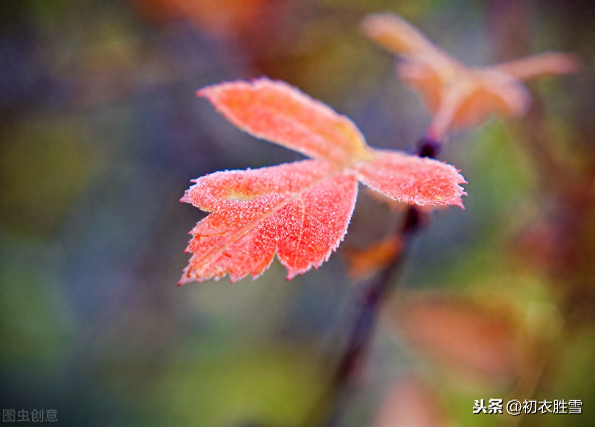 二十四节气诗之霜降两首（风卷清云尽，空天万里霜）