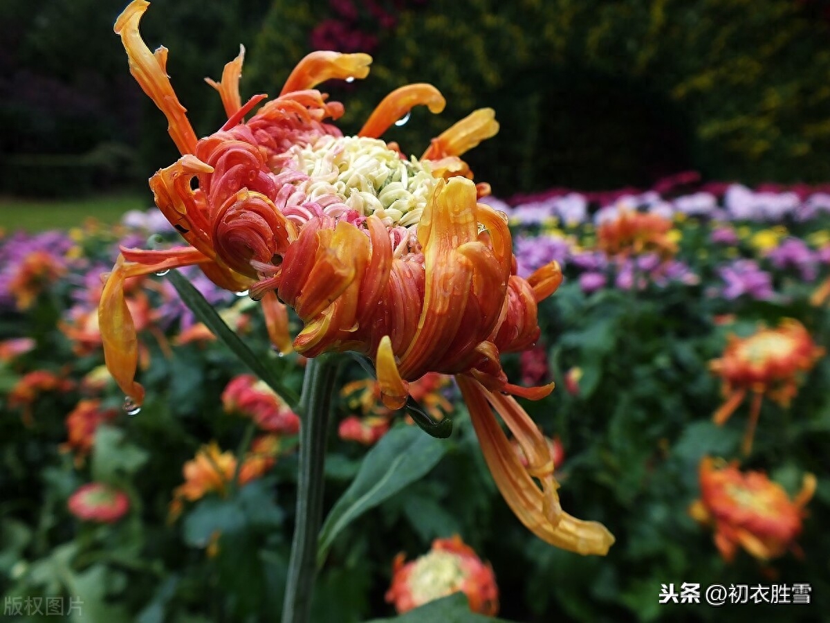 秋雨菊花诗词5首赏析（细雨菊花天，微雨菊更明）