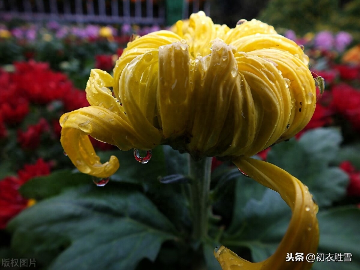 秋雨菊花诗词5首赏析（细雨菊花天，微雨菊更明）