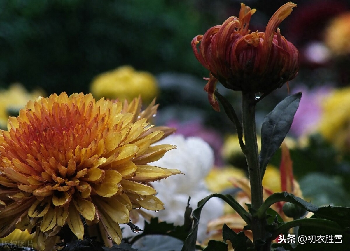 秋雨菊花诗词5首赏析（细雨菊花天，微雨菊更明）