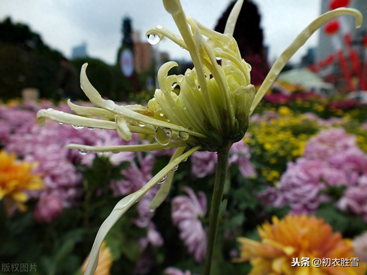 秋雨菊花诗词5首赏析（细雨菊花天，微雨菊更明）