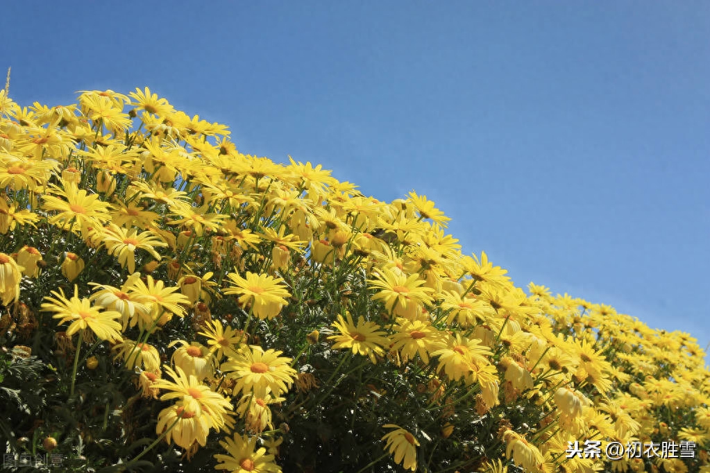 寒露经典诗词句鉴赏（寒露节气美诗7首）