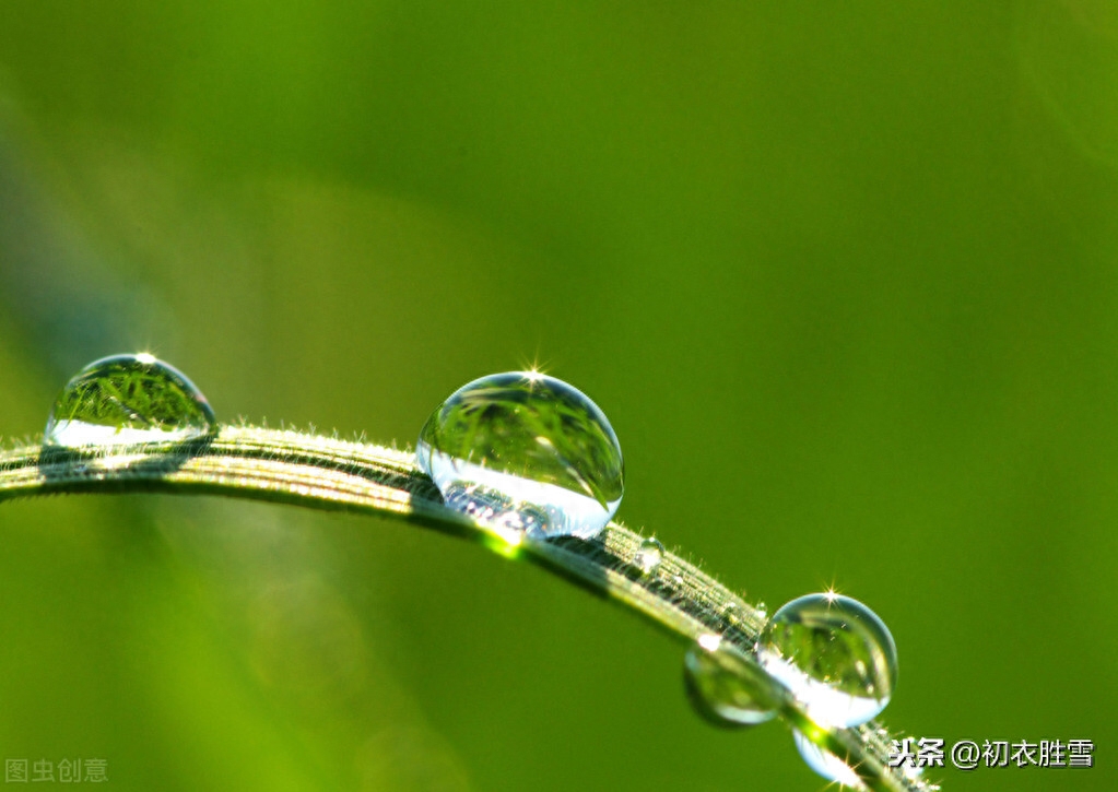 白露节气5首冷门优美诗词（秋草白露时，故园益相思）