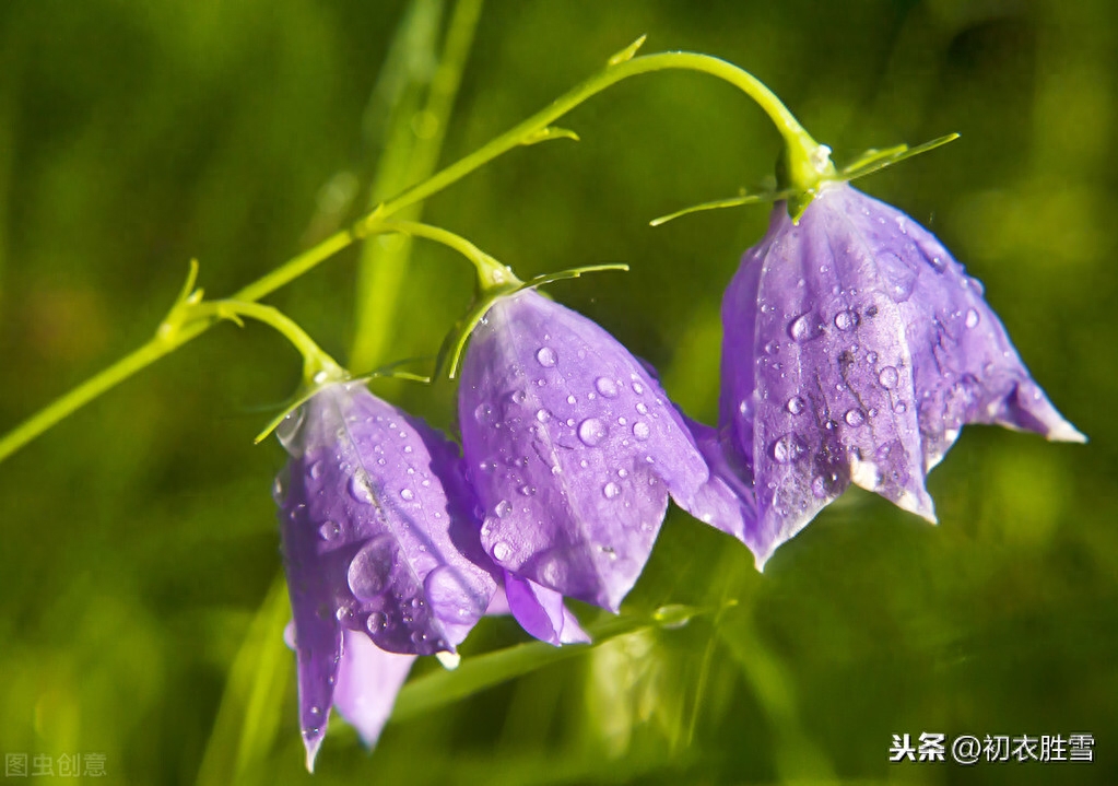 绝美白露诗句10则赏析（白露水晶团，垂珠滴秋月）