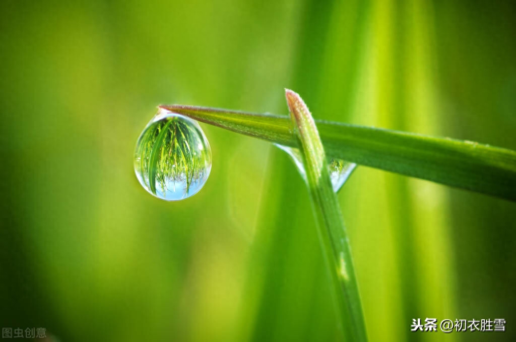 绝美白露诗句10则赏析（白露水晶团，垂珠滴秋月）