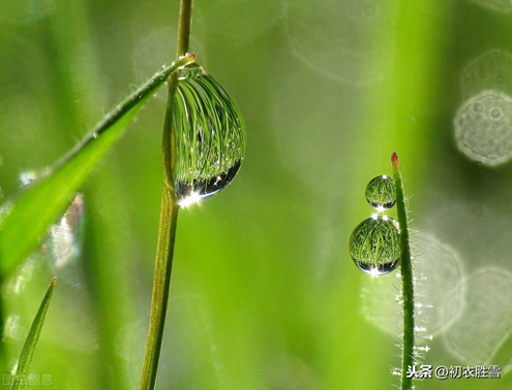 绝美白露诗句10则赏析（白露水晶团，垂珠滴秋月）