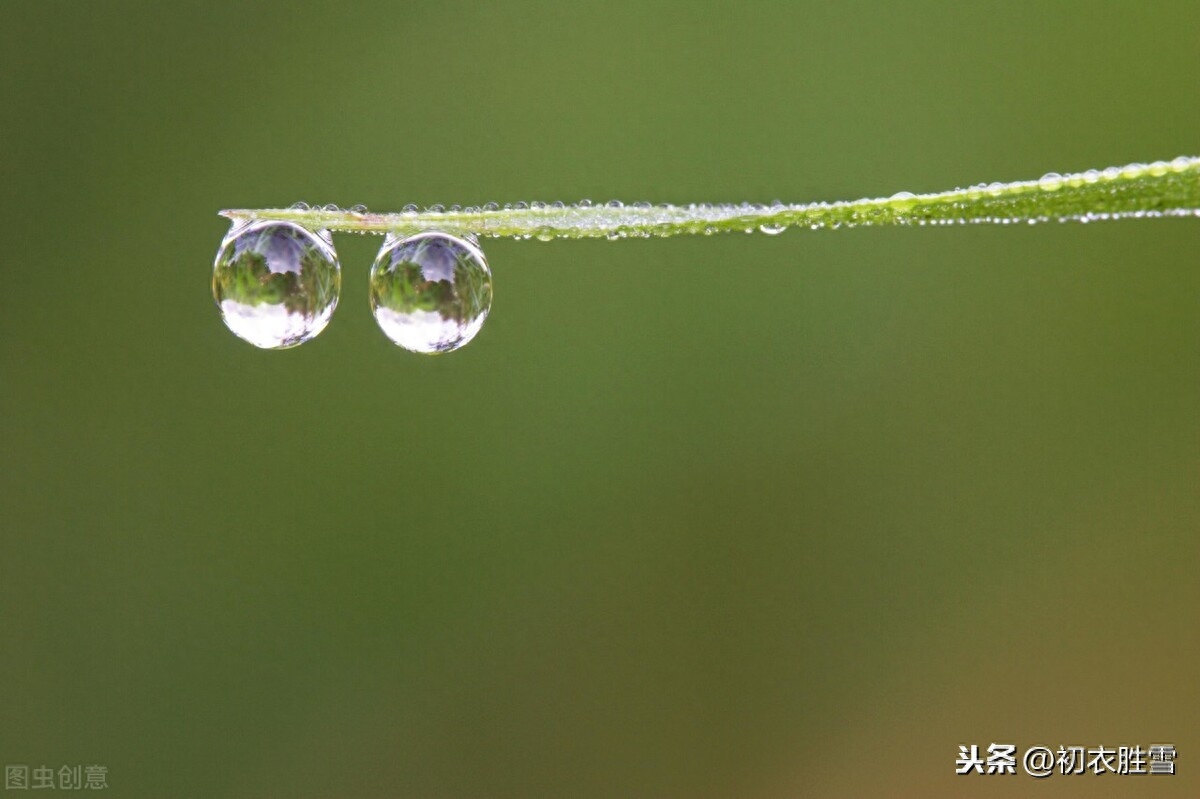 绝美白露诗句10则赏析（白露水晶团，垂珠滴秋月）