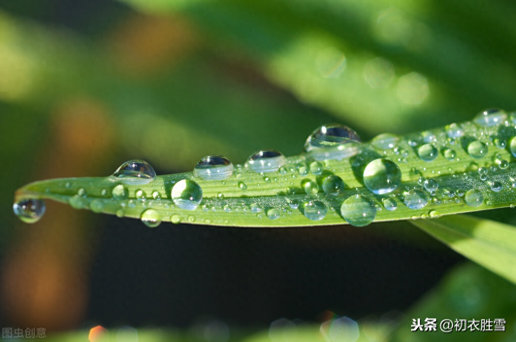 绝美白露诗句10则赏析（白露水晶团，垂珠滴秋月）