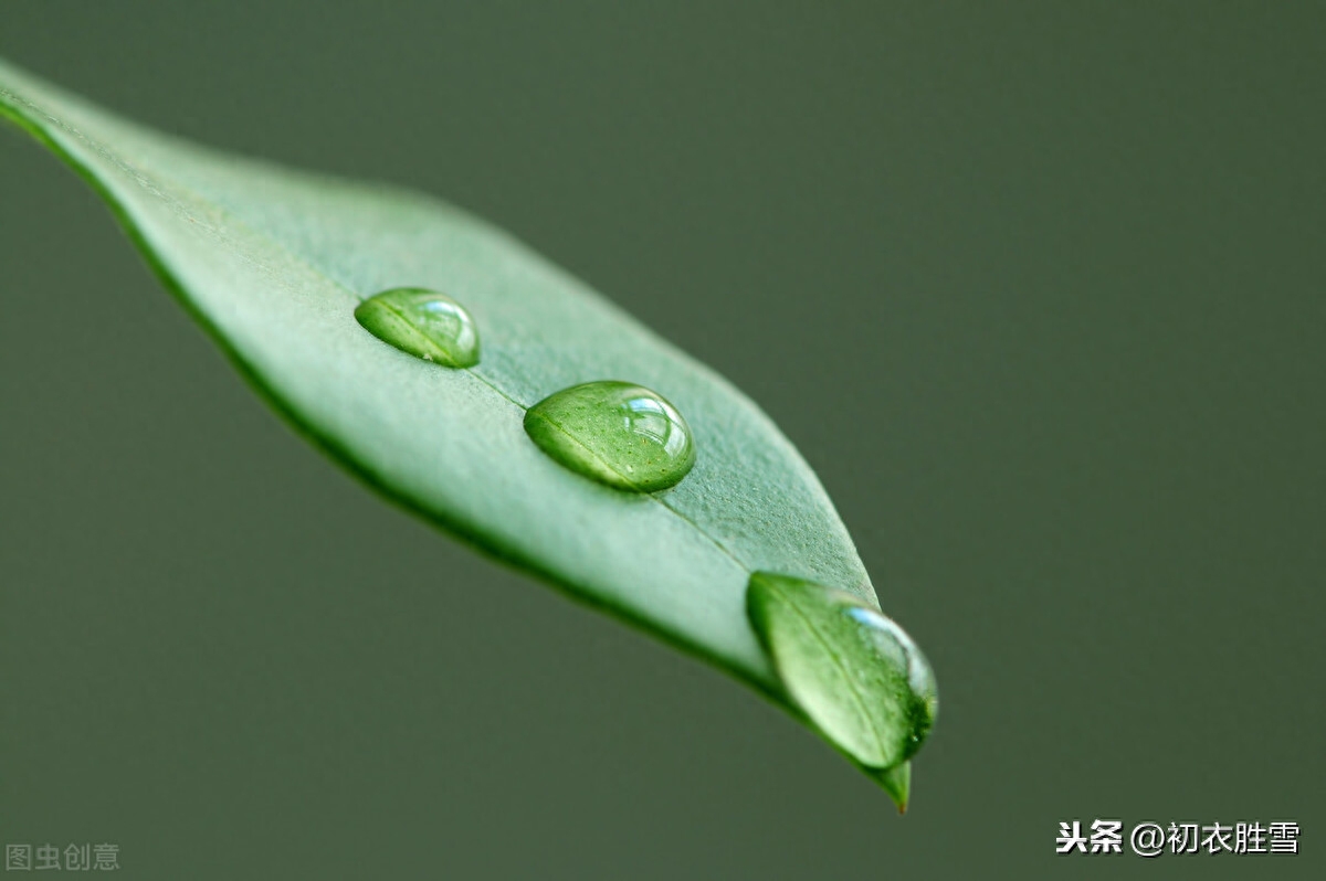 经典的白露古诗赏析（露从今夜白，月是故乡明）