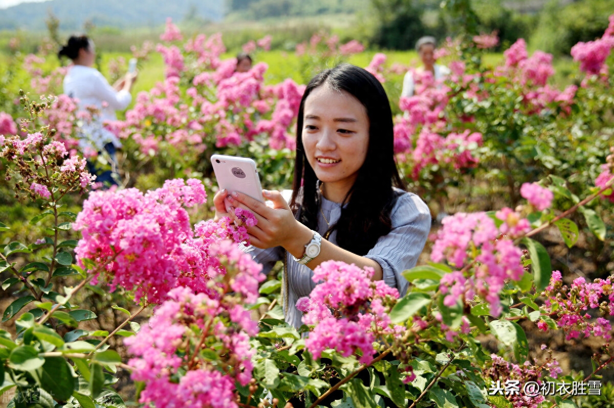 秋花紫薇诗词六首赏析（谁道花无红十日，紫薇长放半年花）