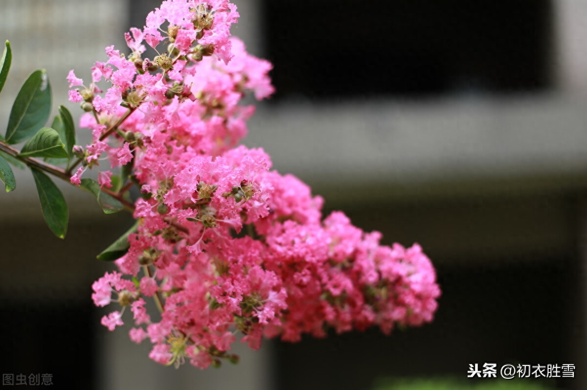 秋花紫薇诗词六首赏析（谁道花无红十日，紫薇长放半年花）