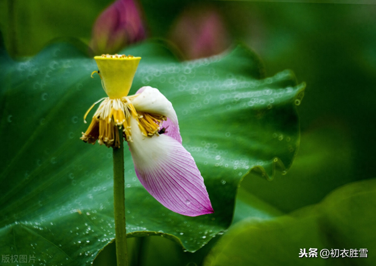 处暑节气优美诗词7首（一雨洗残暑，初秋生嫩凉）