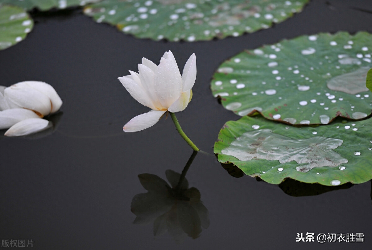 处暑节气优美诗词7首（一雨洗残暑，初秋生嫩凉）