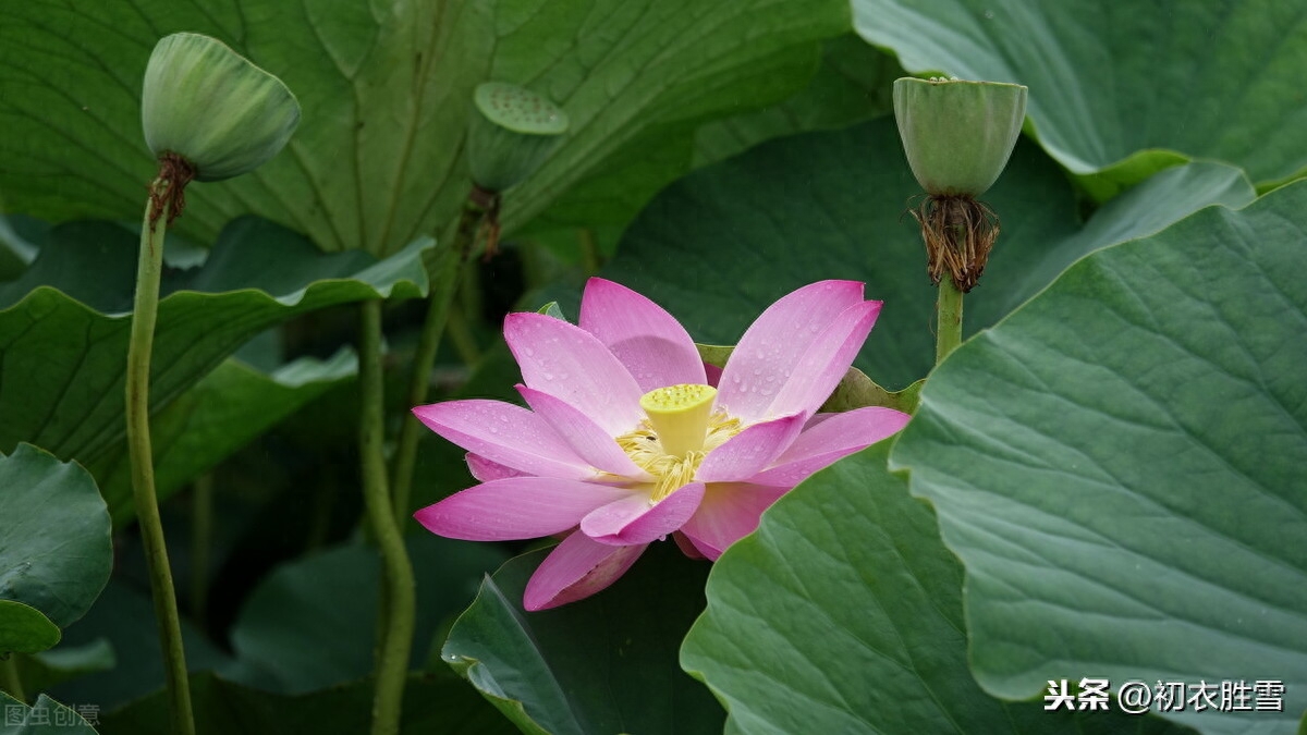 处暑节气优美诗词7首（一雨洗残暑，初秋生嫩凉）