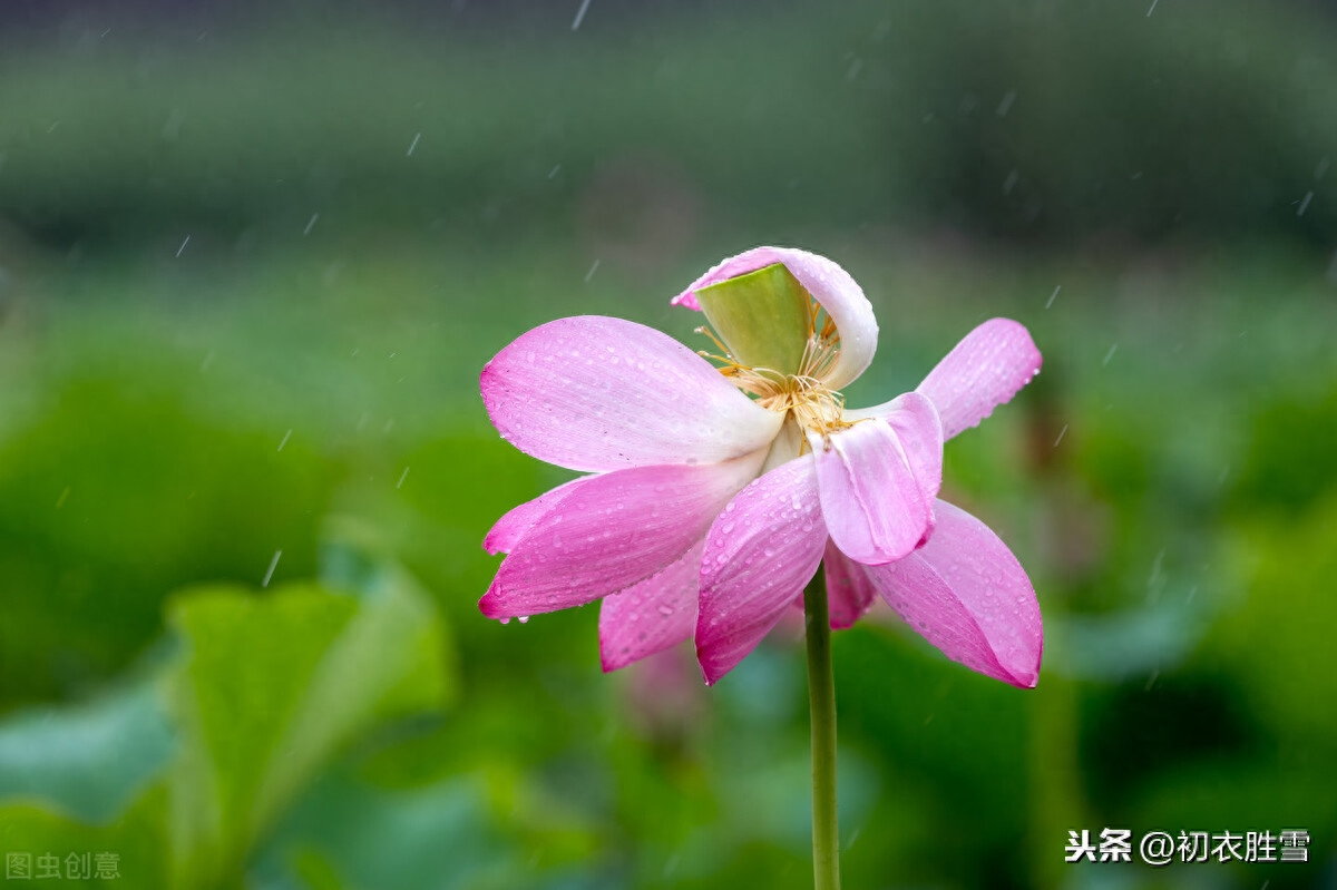 处暑节气优美诗词7首（一雨洗残暑，初秋生嫩凉）